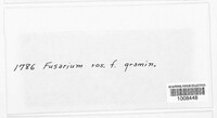 Fusarium roseum image
